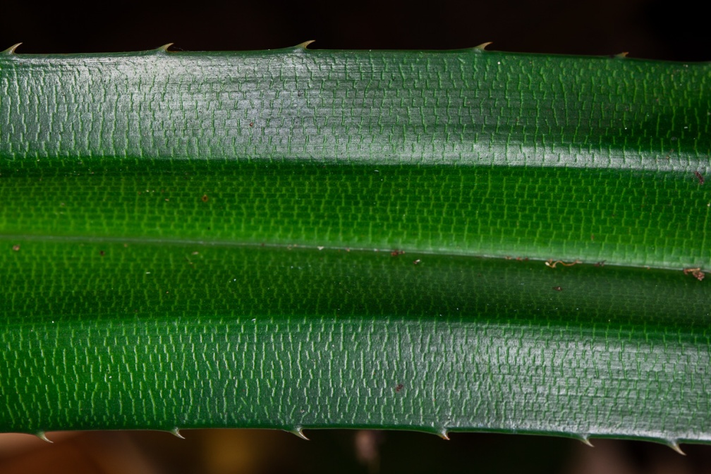 pandanus-sp-thailand-E1A3D61A-81E6-47EB-9AE5-9E1AEE7B876C.jpg