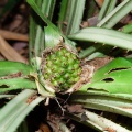 pandanus-sp-thailand-F67AA9A5-F5DC-473B-932F-84ADDDA19904.jpg