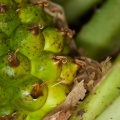 pandanus-sp-thailand-FC67CDE6-7C46-4F7F-9843-F6F9A16DB6B2.jpg