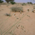 panicum-turgidum-saudi-arabia-E67AE30F-4B7C-11DC-8D9F-000A95CA2156.jpg