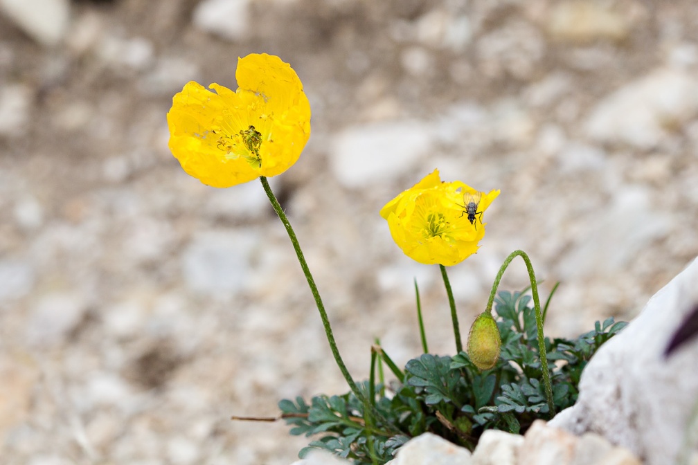 papaver-aurantiacum-italy-6A3EC9D1-441D-4C26-823C-1C606EB17D3B.jpg