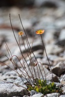 Papaver involucratum Popov
