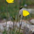 papaver-nudicaule-kyrgyzstan-9527CAC1-6674-4C5E-A05E-9ABFF375D005.jpg