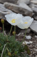Papaver occidentale (Markgr.) H.E.Hess & Landolt & Hirzel
