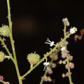 paranephelium-xestophylum-thailand-2BAFE2EE-E99C-4958-8927-744257D3DE2F.jpg