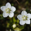 parnassia-palustris-switzerland-4CF0822E-4733-11DC-8E52-000A95CA2156.jpg