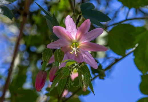 Passifloraceae