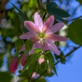 passiflora-tripartita-reunion-EA795AA8-AB05-4560-831D-93EEABC2C1FD.jpg
