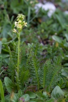 Pedicularis ascendens Schleich. ex Gaudin