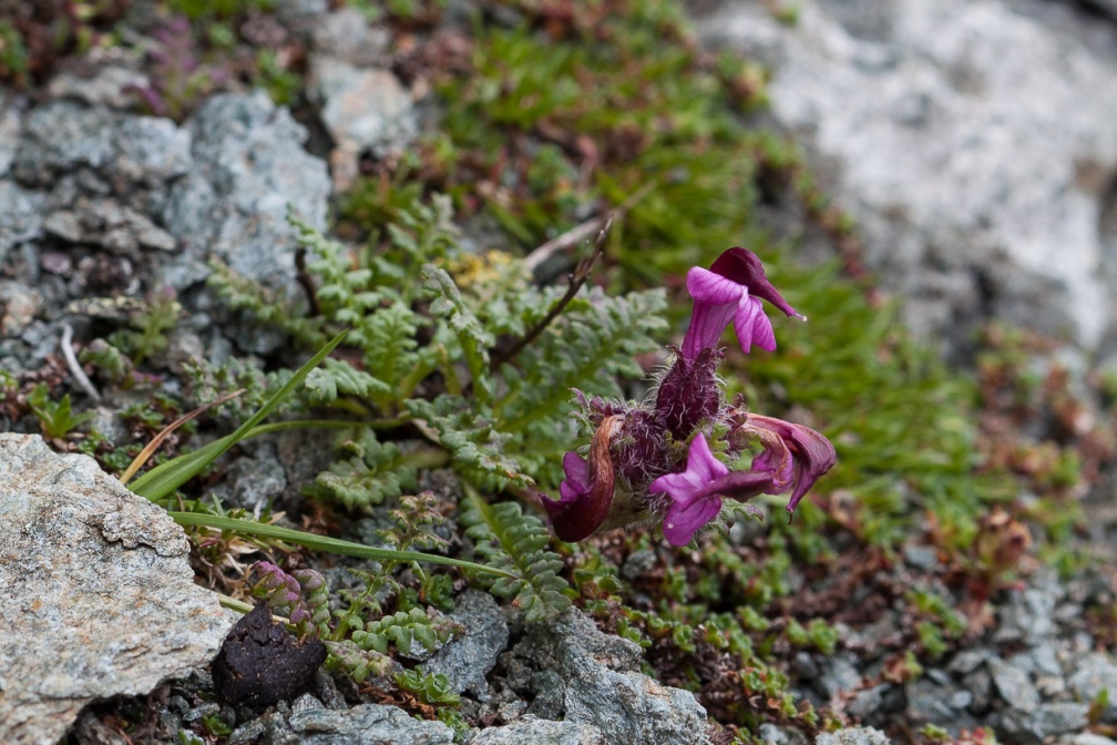 pedicularis-asplenifolia-austria-517F84C1-0DA8-4859-90FD-CB441CF2A5A5.jpg