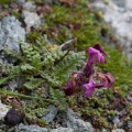 pedicularis-asplenifolia-austria-517F84C1-0DA8-4859-90FD-CB441CF2A5A5.jpg