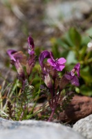 Pedicularis kerneri Dalla Torre