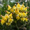 pedicularis-oederi-switzerland-4994C20F-EC94-4D3C-B227-320DC1A551CC.jpg