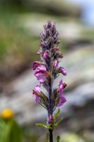 Pedicularis rostratospicata Crantz