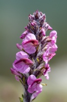 Pedicularis rostratospicata Crantz