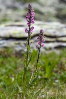 Pedicularis rostratospicata Crantz