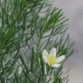 peganum-harmala-tajikistan-B3E372BC-AF3F-4AAA-A378-96141269BC8B.jpg