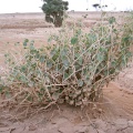 pergularia-tomentosa-saudi-arabia-3E8C8DFC-4B7C-11DC-8D9F-000A95CA2156.jpg