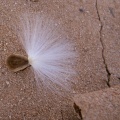 pergularia-tomentosa-saudi-arabia-3ED3E9A6-4B7C-11DC-8D9F-000A95CA2156.jpg
