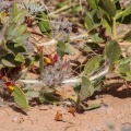 petalidium-setosum-namibia-5014A2C9-F288-43B6-917C-E0749643AB2F.jpg
