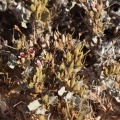 petalidium-sp-indet-namibia-15C0DE24-4749-45BB-A908-124A41D6517C.jpg
