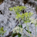 peucedanum-austriacum-italy-EE2C4134-861A-11DC-87E0-000A95CA2156.jpg