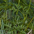 peucedanum-austriacum-italy-EE43B686-861A-11DC-87E0-000A95CA2156.jpg