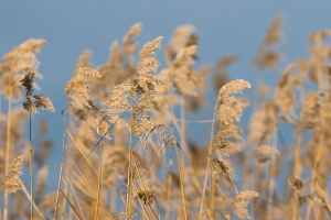Phalaris arundinacea L.
