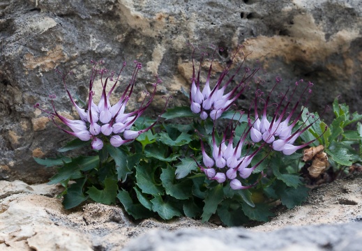 Campanulaceae