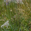 phyteuma-betonicifolium-switzerland-4AB4919F-4733-11DC-8E52-000A95CA2156.jpg