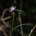 phyteuma-scheuchzeri-italy-62160071-F745-4614-9BFD-A7A8AD7B03E3.jpg