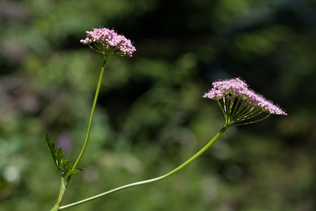 pimpinella-major-switzerland-7EFC45A3-0F23-42F1-8AAE-7392933B4804.jpg