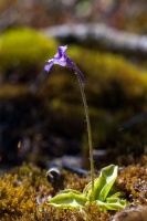 Pinguicula grandiflora Lam.