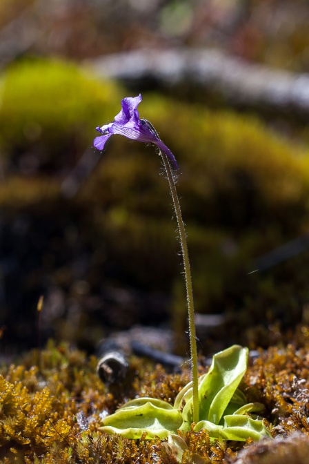 pinguicula-grandiflora-france-09B8C56D-A4C0-4BF9-BE1C-AC35E68ADB21.jpg