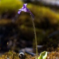 pinguicula-grandiflora-france-09B8C56D-A4C0-4BF9-BE1C-AC35E68ADB21.jpg