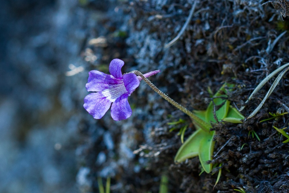 pinguicula-grandiflora-france-999DBCE3-84E4-495D-85B8-ECBE842AFCC0.jpg