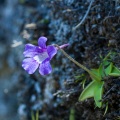pinguicula-grandiflora-france-999DBCE3-84E4-495D-85B8-ECBE842AFCC0.jpg