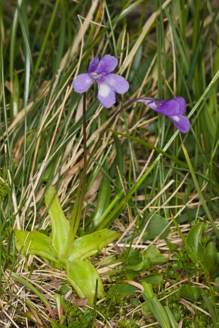 pinguicula-leptoceras-switzerland-30F257CB-D015-4013-BD7E-86CCF3D89BBF.jpg