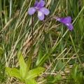 pinguicula-leptoceras-switzerland-30F257CB-D015-4013-BD7E-86CCF3D89BBF.jpg