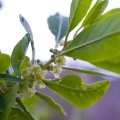 pittosporum-viridiflorum-saudi-arabia-9FDCBEE0-49F8-11DC-AE28-000A95CA2156.jpg