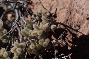 PLANTAE, sp. indet. 15