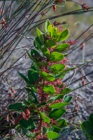 PLANTAE, sp. indet. 1