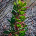 plantae-sp-south-africa-360F2C65-3022-4E0F-9089-76632BE3C2AE.jpg