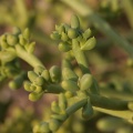 plantae-sp-south-africa-54EBBB10-B533-4D90-8386-218FAF63FB21.jpg