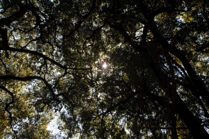 PLANTAE, sp. indet. 19