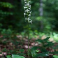 platanthera-bifolia-switzerland-5CAF9B9D-6BAE-4B04-825D-AF136E4E7D4C.jpg