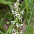 platanthera-chlorantha-switzerland-8931A7FF-DCC3-42AC-960F-6170FED67BE4.jpg