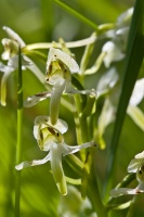 Platanthera chlorantha (Custer)Reichenbach