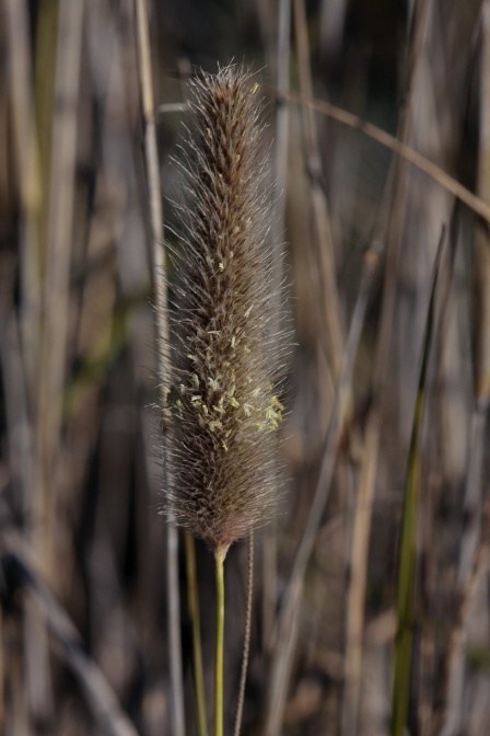 poaceae-sp-south-africa-A95FBFEA-5EC5-4D2C-8EC6-94B45075A56F.jpg