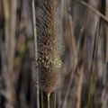 poaceae-sp-south-africa-A95FBFEA-5EC5-4D2C-8EC6-94B45075A56F.jpg